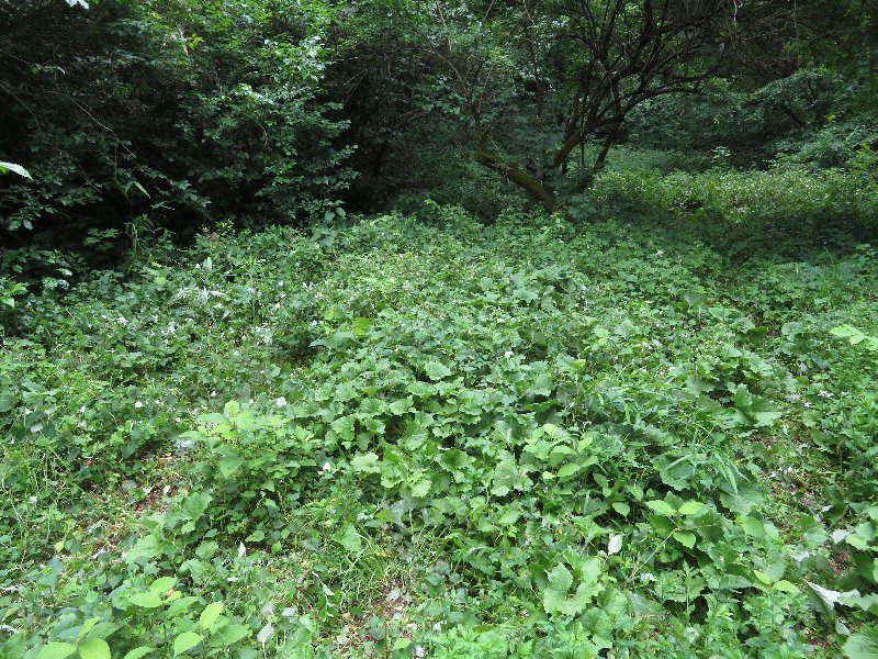 f:id:itablog:20190611114613j:plain