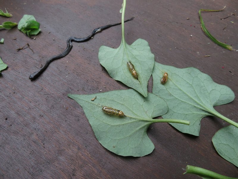 f:id:itablog:20190611114907j:plain