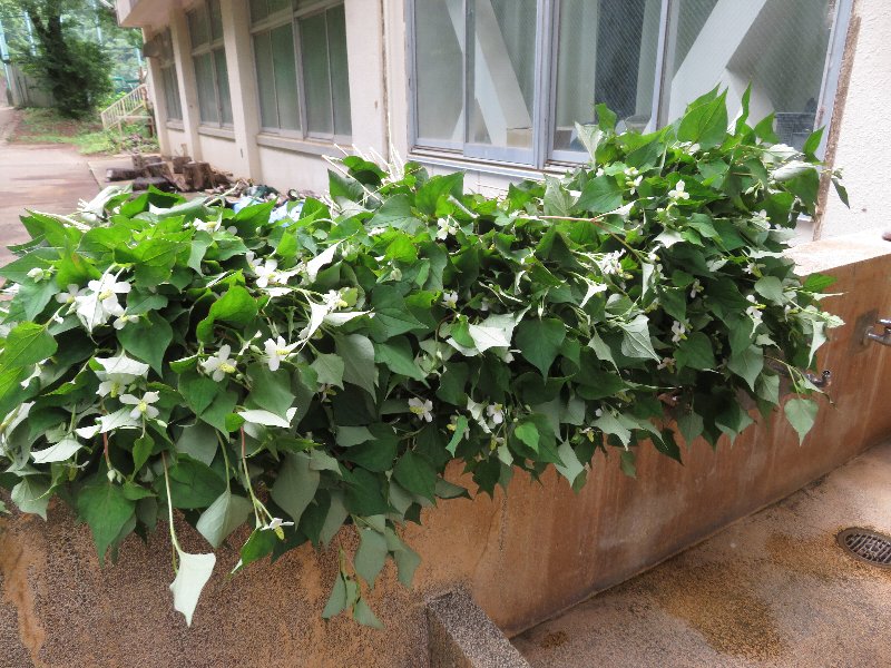 f:id:itablog:20190611115731j:plain