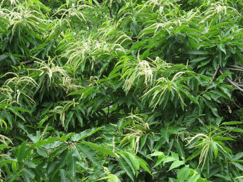 f:id:itablog:20190611125030j:plain