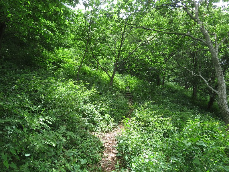 f:id:itablog:20190611125146j:plain