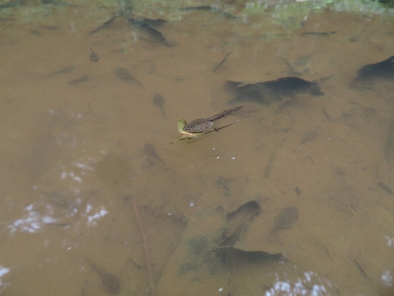 f:id:itablog:20190611130444j:plain