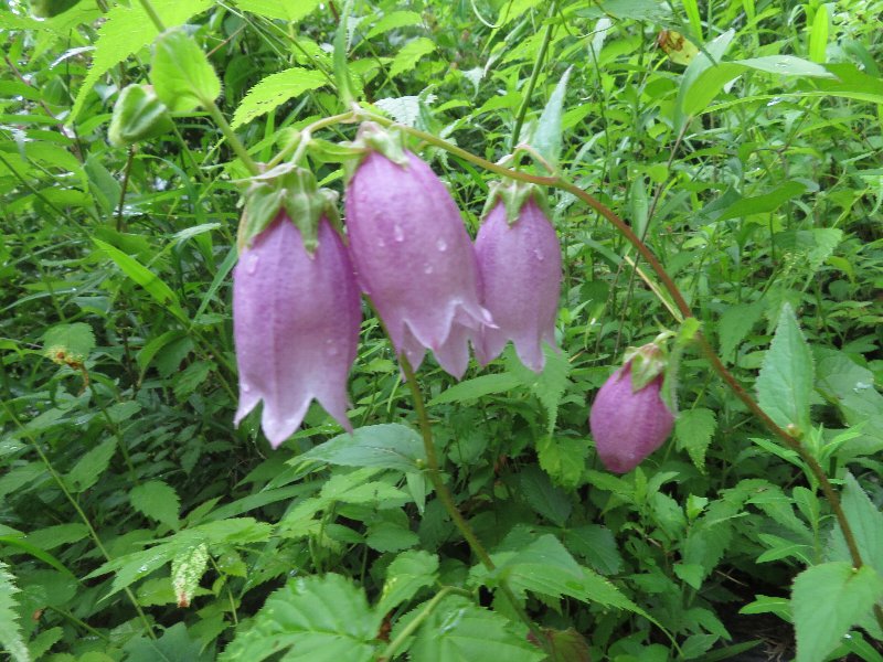 f:id:itablog:20190625094547j:plain