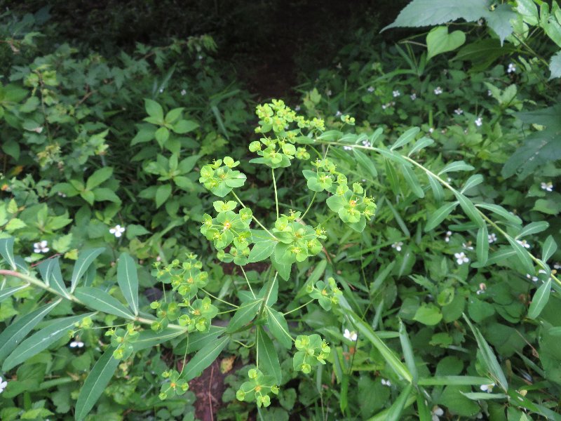 f:id:itablog:20190625094638j:plain