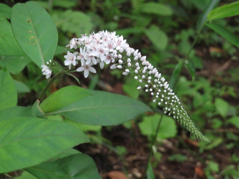 f:id:itablog:20190625094813j:plain