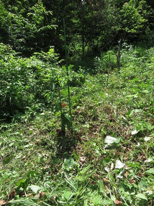 f:id:itablog:20190625105153j:plain