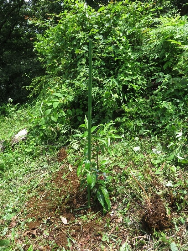 f:id:itablog:20190625110607j:plain