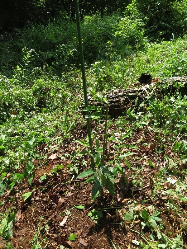 f:id:itablog:20190625110924j:plain