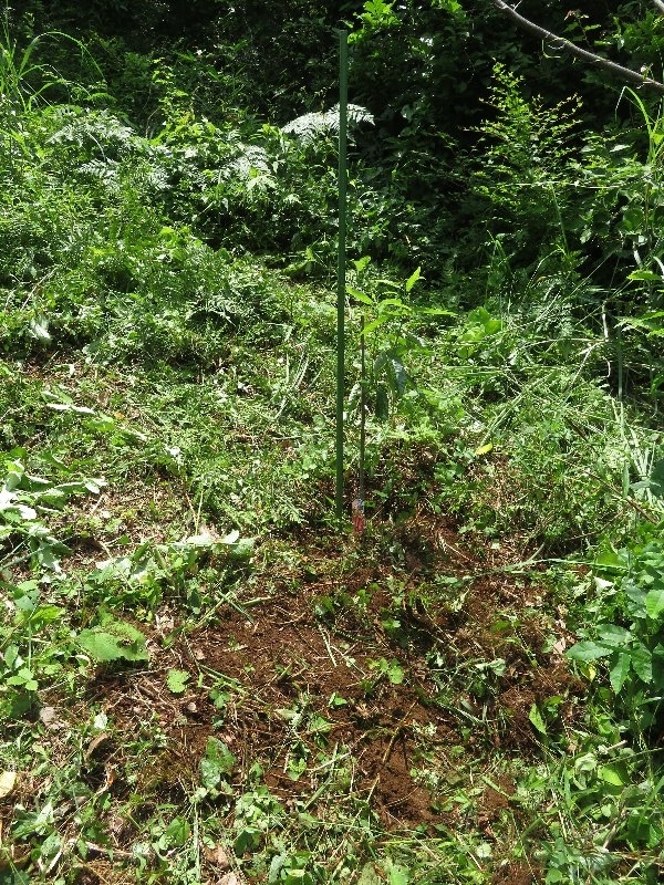 f:id:itablog:20190625111125j:plain