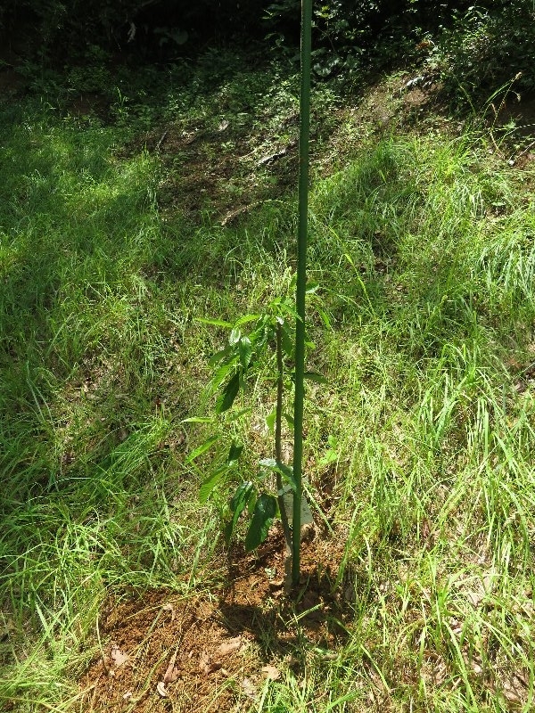 f:id:itablog:20190625111453j:plain