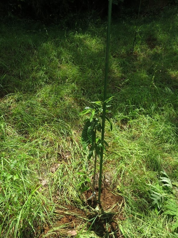 f:id:itablog:20190625111500j:plain