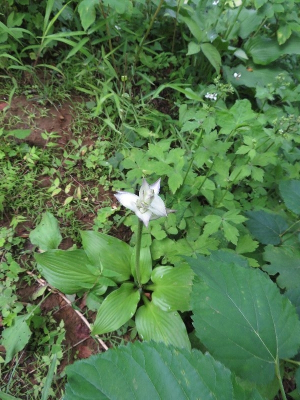 f:id:itablog:20190625204642j:plain