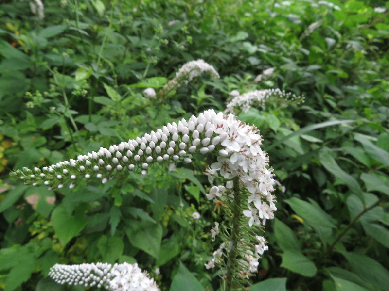 f:id:itablog:20190709112210j:plain