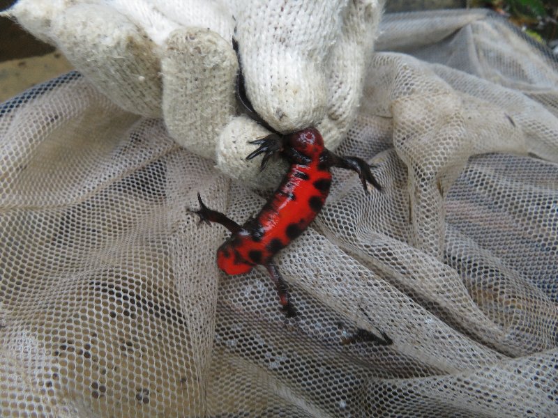 f:id:itablog:20190709112815j:plain