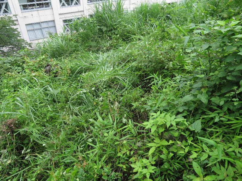 f:id:itablog:20190709115456j:plain