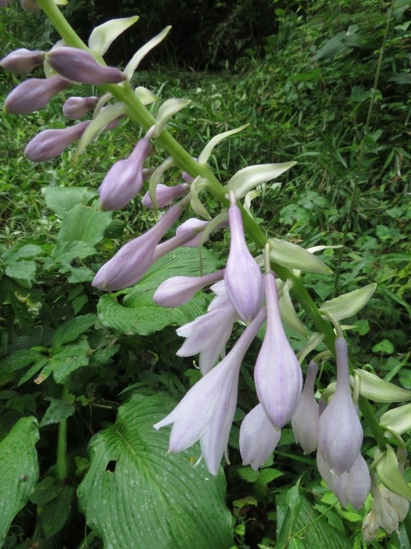 f:id:itablog:20190709121151j:plain