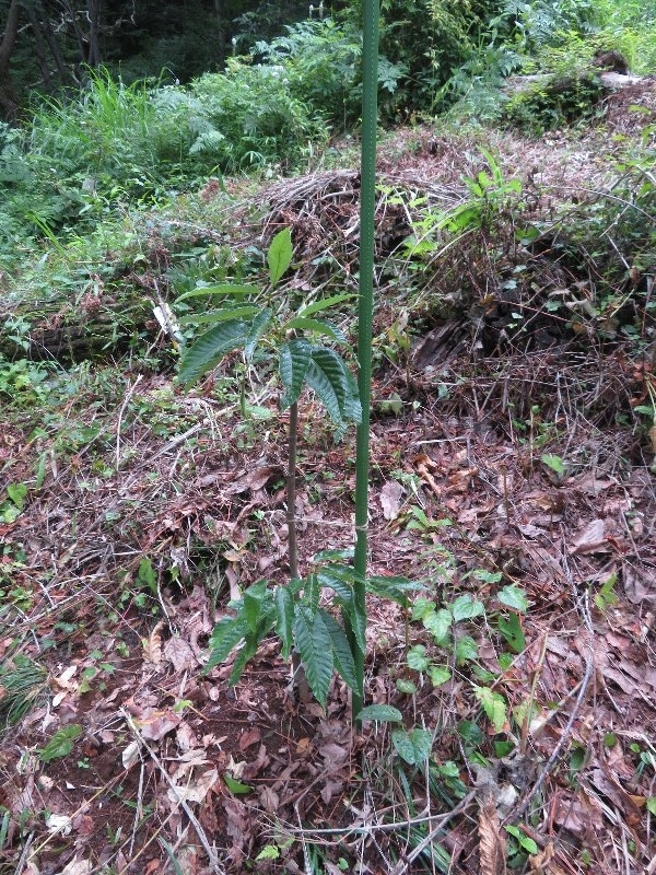 f:id:itablog:20190709121706j:plain