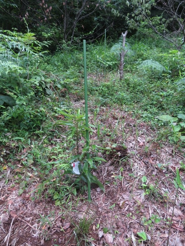 f:id:itablog:20190709121727j:plain