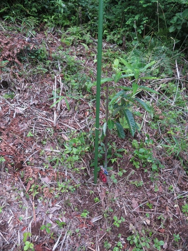 f:id:itablog:20190709121753j:plain