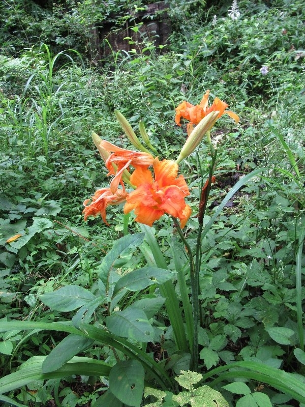 f:id:itablog:20190723095640j:plain f:id:itablog:20190723095640j:plain