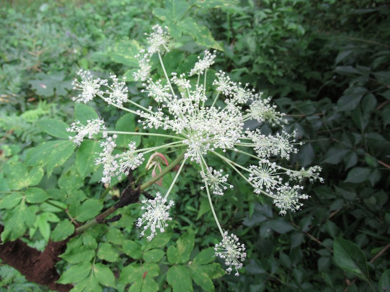 f:id:itablog:20190723102422j:plain f:id:itablog:20190723102422j:plain