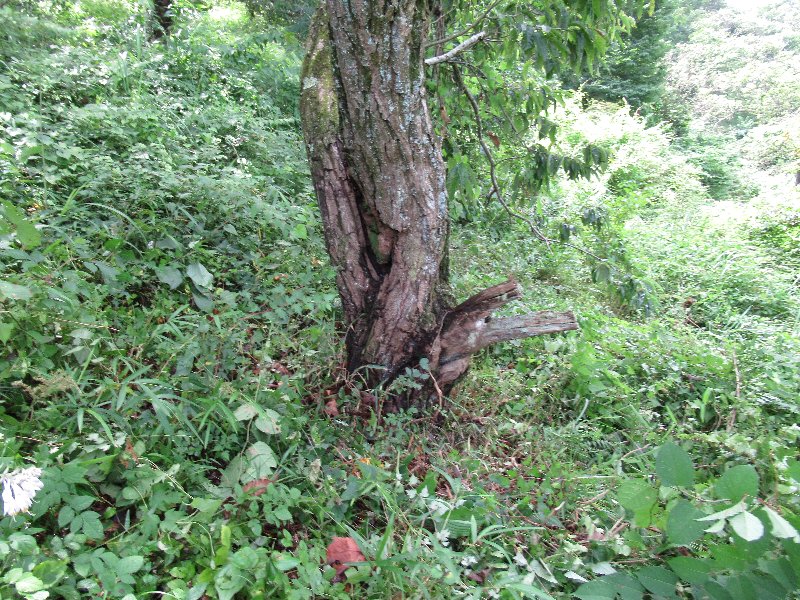 f:id:itablog:20190723110210j:plain f:id:itablog:20190723110210j:plain