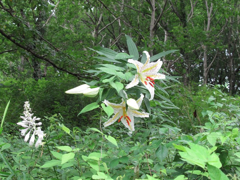 f:id:itablog:20190723115019j:plain f:id:itablog:20190723115019j:plain