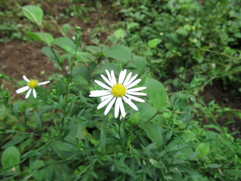 f:id:itablog:20190827135757j:plain