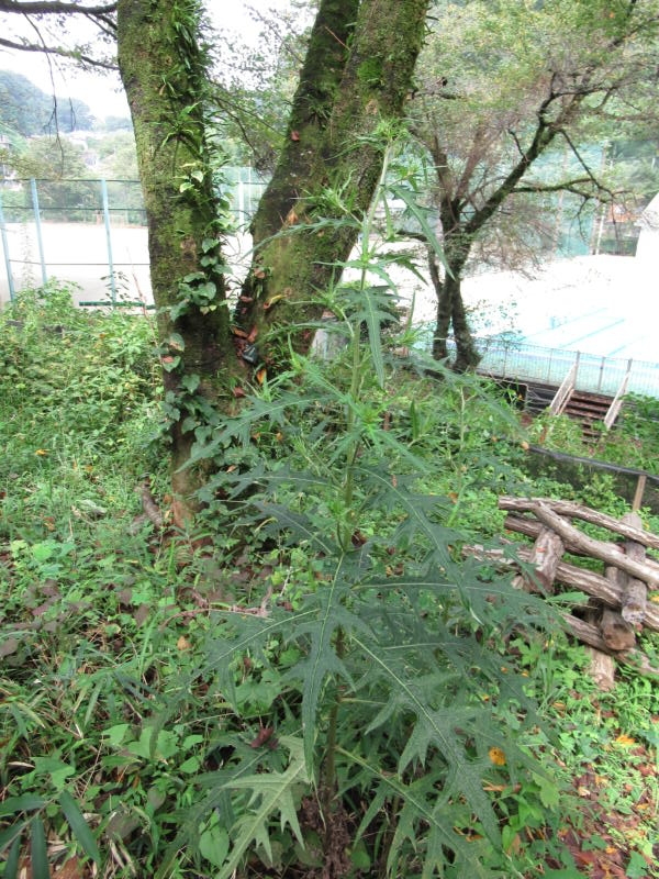 f:id:itablog:20190831095246j:plain