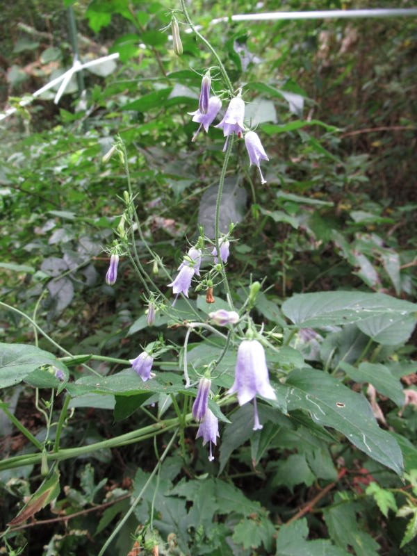 f:id:itablog:20190903125552j:plain