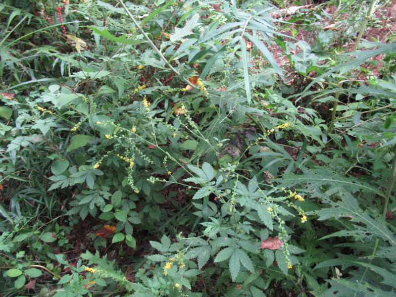 f:id:itablog:20190903125656j:plain