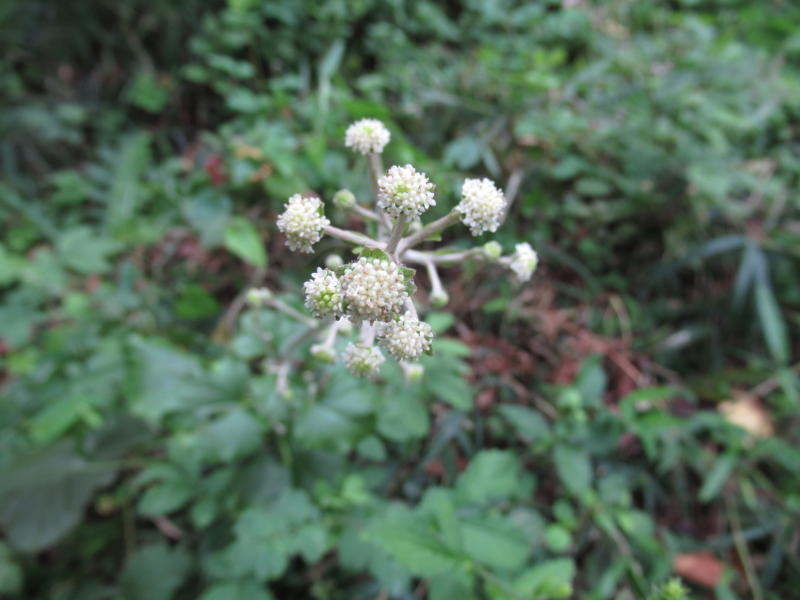 f:id:itablog:20190903125735j:plain