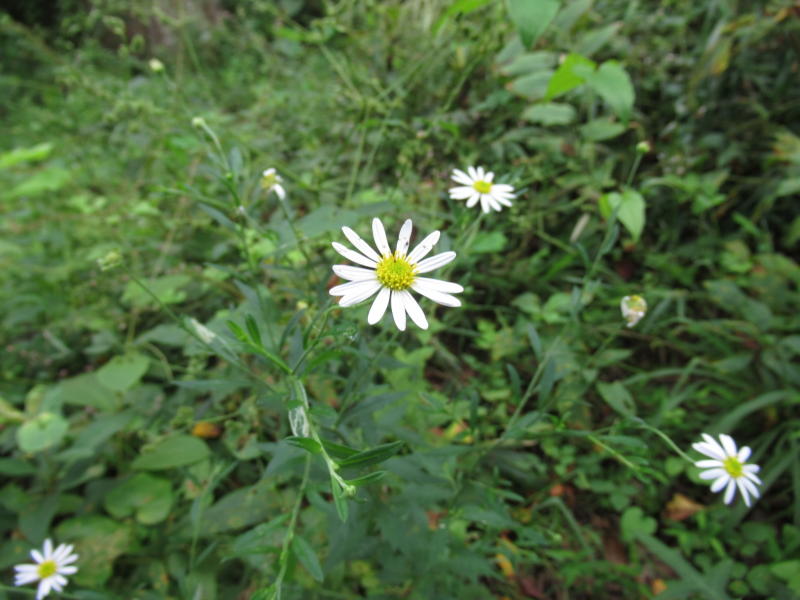 f:id:itablog:20190903125818j:plain