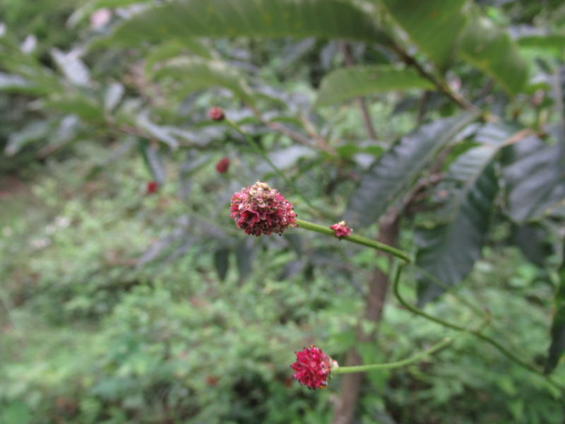 f:id:itablog:20190903125941j:plain