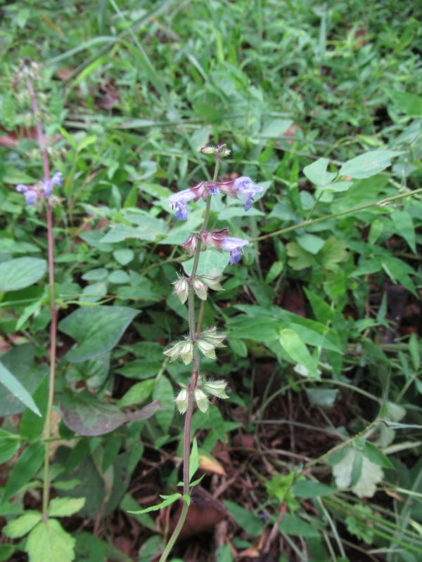 f:id:itablog:20190903130224j:plain