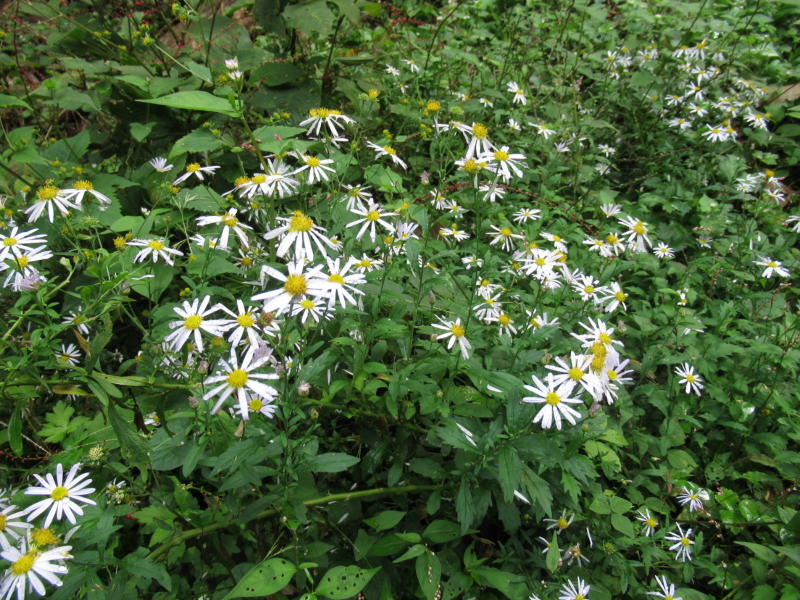 f:id:itablog:20191008111538j:plain