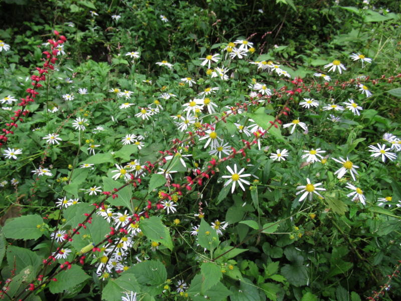 f:id:itablog:20191008111601j:plain