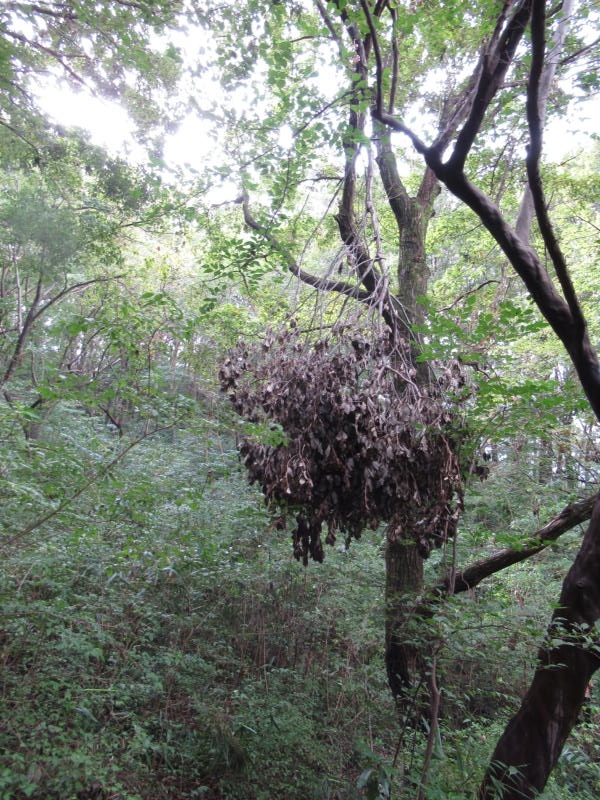 f:id:itablog:20191008115314j:plain