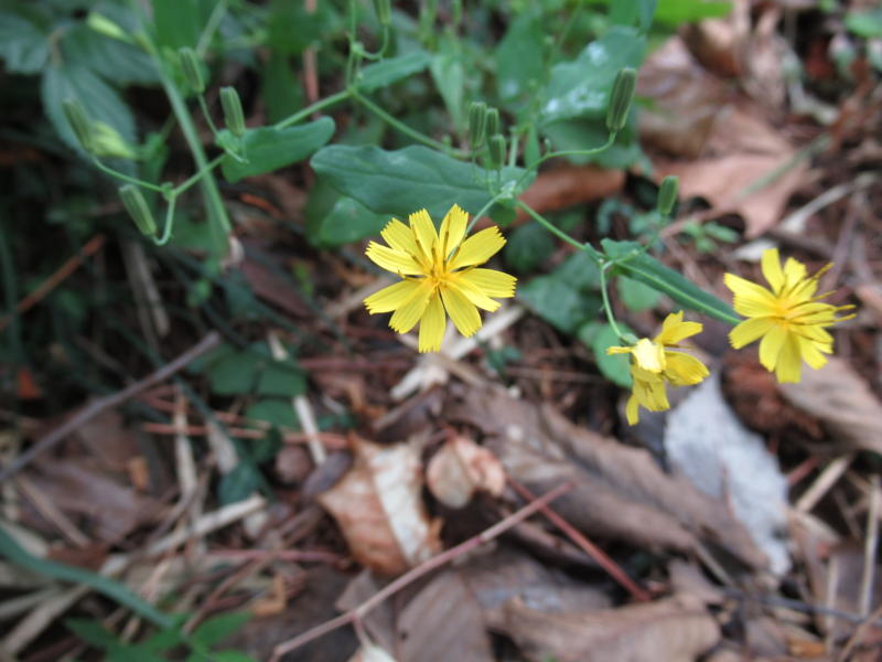 f:id:itablog:20191008120130j:plain