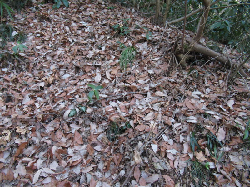 f:id:itablog:20200211104023j:plain