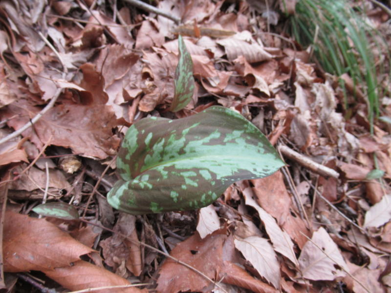 f:id:itablog:20200225112814j:plain