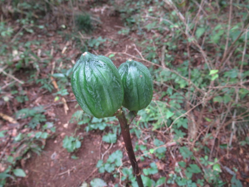 f:id:itablog:20200929122335j:plain