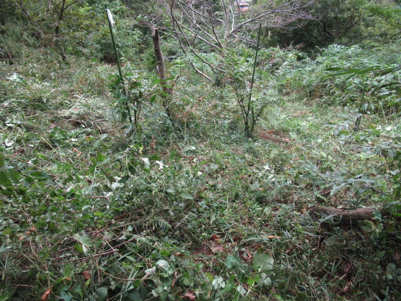 f:id:itablog:20200929122901j:plain