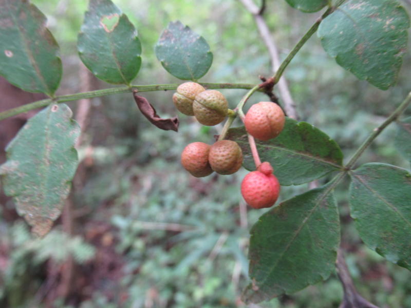 f:id:itablog:20200929123413j:plain