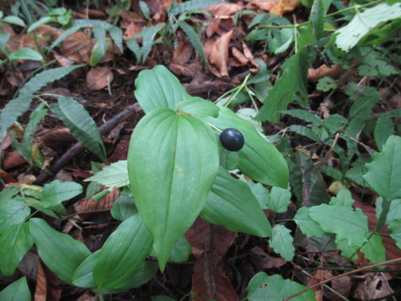 f:id:itablog:20200929123740j:plain