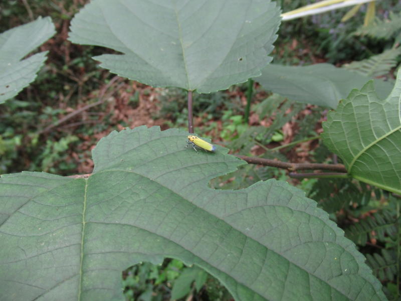 f:id:itablog:20201013122917j:plain