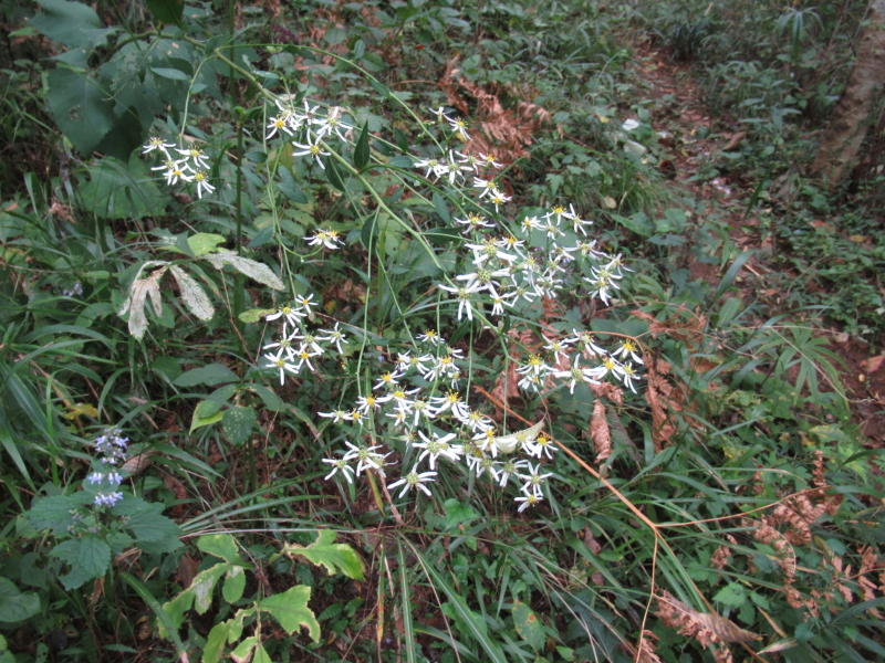 f:id:itablog:20201013123051j:plain