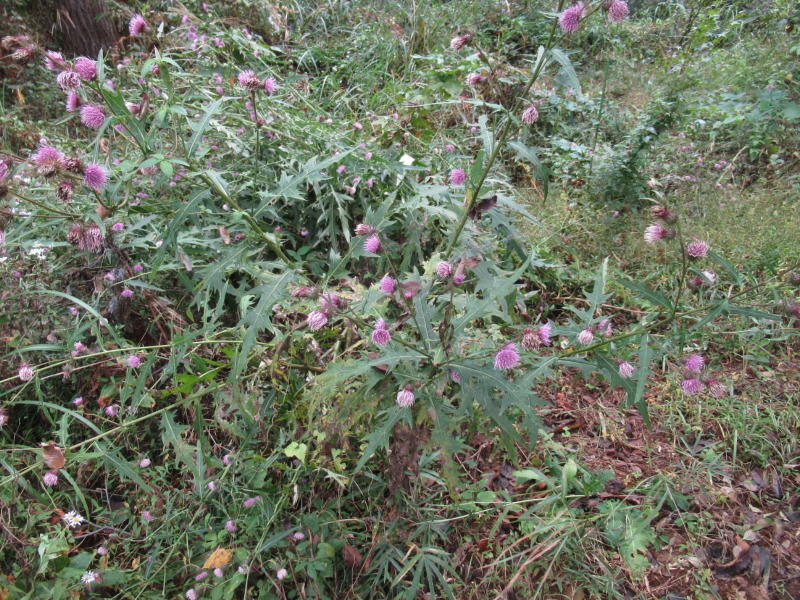 f:id:itablog:20201027095901j:plain