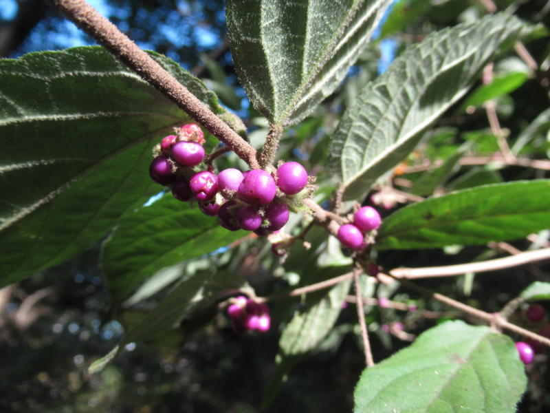 f:id:itablog:20201110124648j:plain