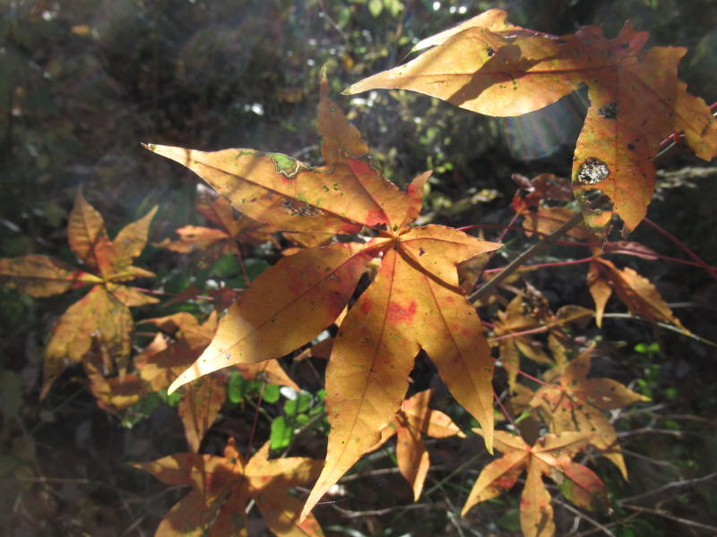f:id:itablog:20201206100340j:plain
